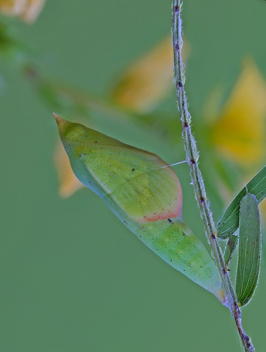 Little Yellow
chrysalis